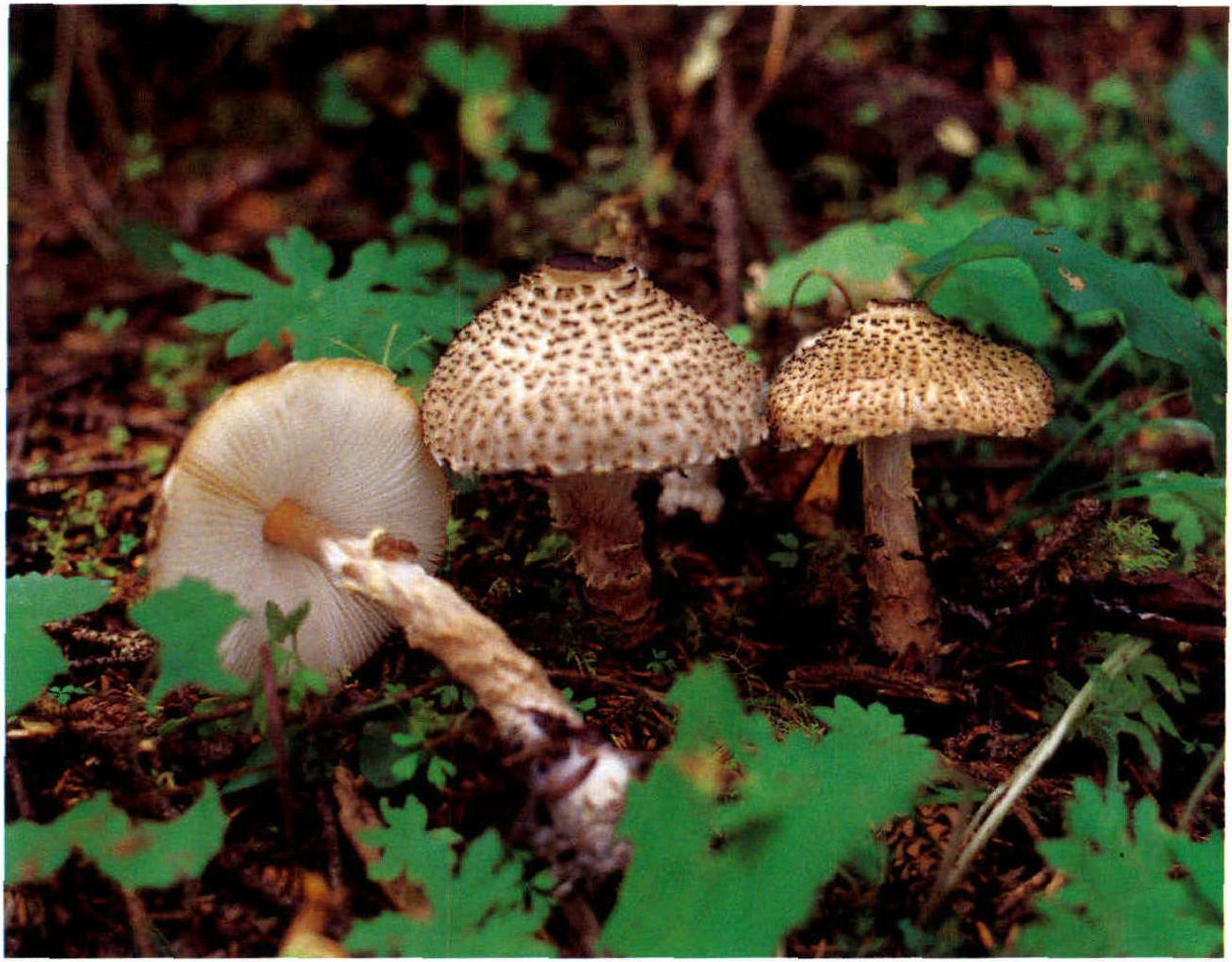 Lepiota acutesquamosa (Weinm.) Gill.